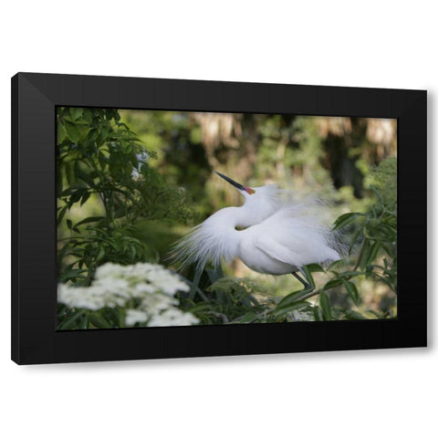 FL Snowy egret displaying surrounded by foliage Black Modern Wood Framed Art Print by Morris, Arthur