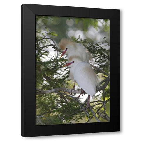 FL Cattle egrets in breeding plumage on branch Black Modern Wood Framed Art Print by Morris, Arthur