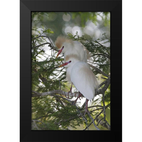 FL Cattle egrets in breeding plumage on branch Black Modern Wood Framed Art Print by Morris, Arthur