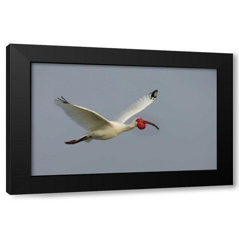 FL, Tampa Bay Flying white ibis Black Modern Wood Framed Art Print by Morris, Arthur