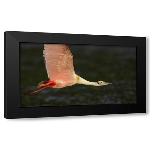 Florida, Tampa Bay Roseate spoonbill in flight Black Modern Wood Framed Art Print with Double Matting by Morris, Arthur