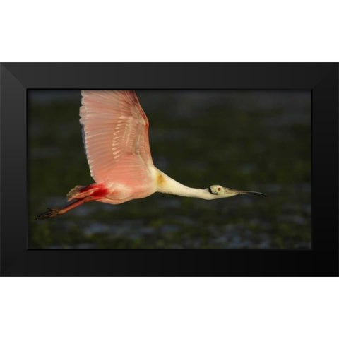 Florida, Tampa Bay Roseate spoonbill in flight Black Modern Wood Framed Art Print by Morris, Arthur