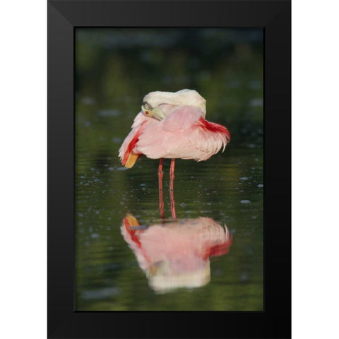 FL, Tampa Bay Roseate spoonbill preening Black Modern Wood Framed Art Print by Morris, Arthur