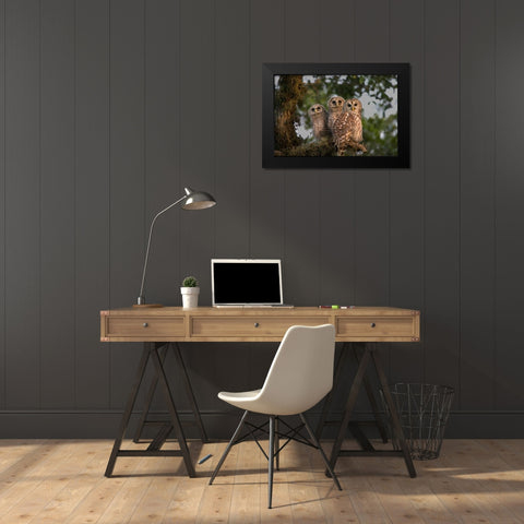 Florida, Viera Wetlands Barred owls in tree Black Modern Wood Framed Art Print by Williams, Joanne