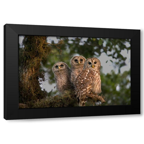 Florida, Viera Wetlands Barred owls in tree Black Modern Wood Framed Art Print with Double Matting by Williams, Joanne