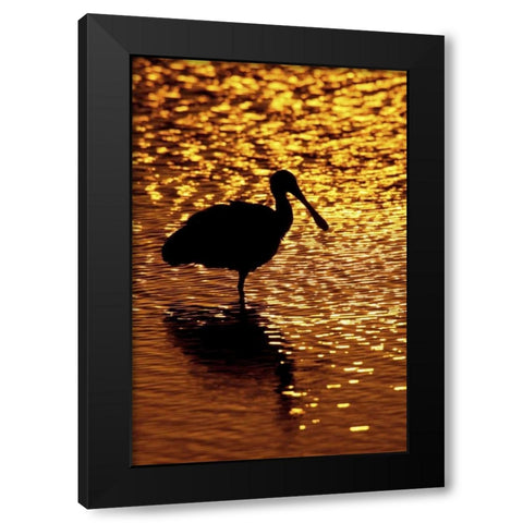 FL, Vierra Wetlands Roseate spoonbill silhouette Black Modern Wood Framed Art Print with Double Matting by Morris, Arthur