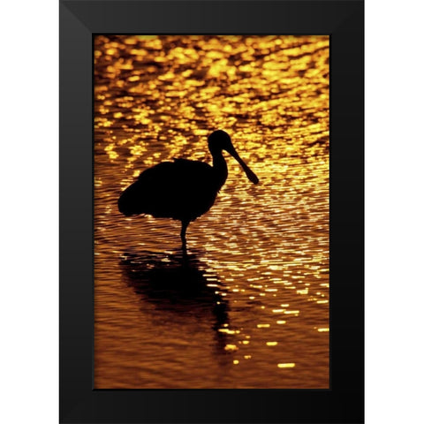 FL, Vierra Wetlands Roseate spoonbill silhouette Black Modern Wood Framed Art Print by Morris, Arthur
