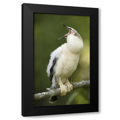 FL, Abandoned anhinga chick on branch yawning Black Modern Wood Framed Art Print by Morris, Arthur