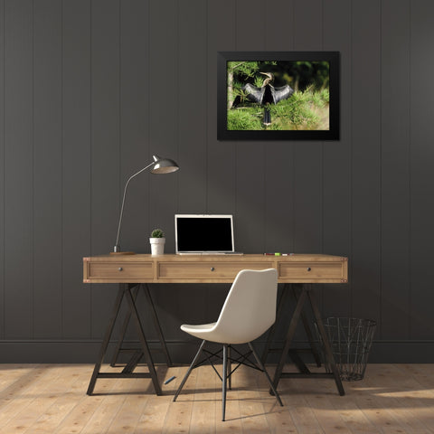 Florida Anhinga in spread-wing posture behavior Black Modern Wood Framed Art Print by Williams, Joanne