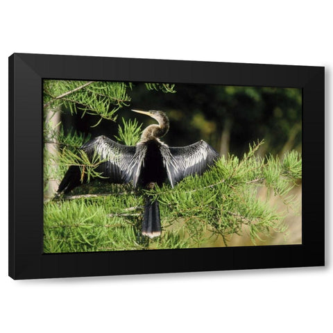 Florida Anhinga in spread-wing posture behavior Black Modern Wood Framed Art Print by Williams, Joanne