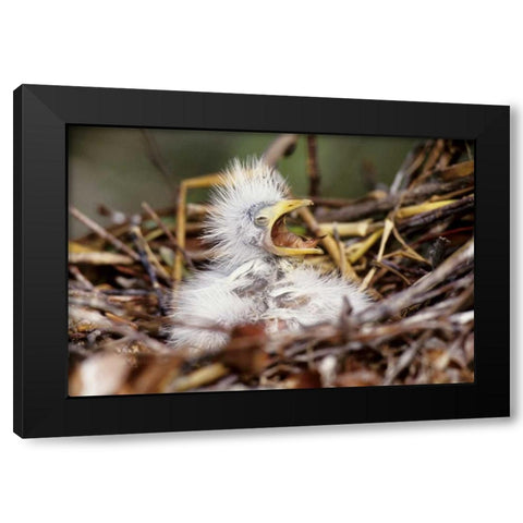 Florida Baby cattle egret in nest begs for food Black Modern Wood Framed Art Print with Double Matting by Williams, Joanne