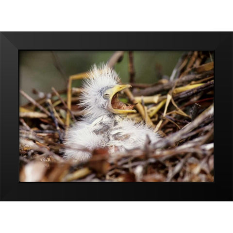 Florida Baby cattle egret in nest begs for food Black Modern Wood Framed Art Print by Williams, Joanne