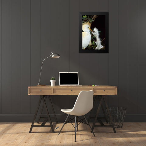 Florida Cattle egret feeds one of its two chicks Black Modern Wood Framed Art Print by Williams, Joanne