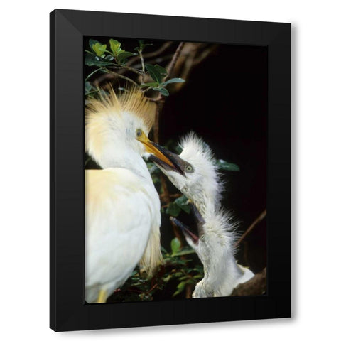 Florida Cattle egret feeds one of its two chicks Black Modern Wood Framed Art Print by Williams, Joanne