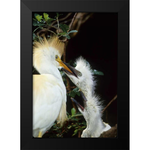 Florida Cattle egret feeds one of its two chicks Black Modern Wood Framed Art Print by Williams, Joanne