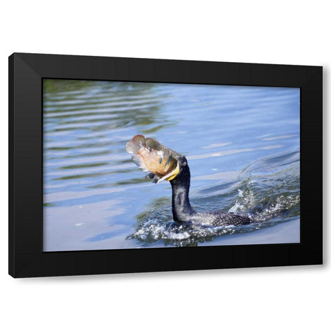 Florida Cormorant swallowing freshly caught fish Black Modern Wood Framed Art Print with Double Matting by Williams, Joanne