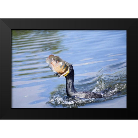 Florida Cormorant swallowing freshly caught fish Black Modern Wood Framed Art Print by Williams, Joanne