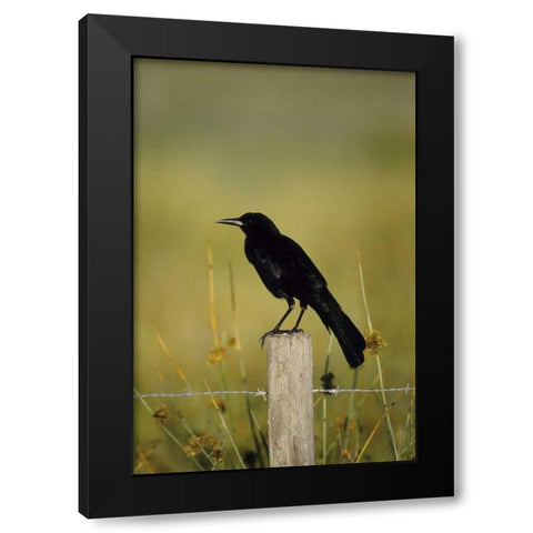 USA, Florida Fish crow stands on fence post Black Modern Wood Framed Art Print by Williams, Joanne