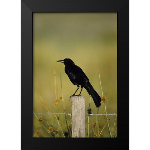 USA, Florida Fish crow stands on fence post Black Modern Wood Framed Art Print by Williams, Joanne