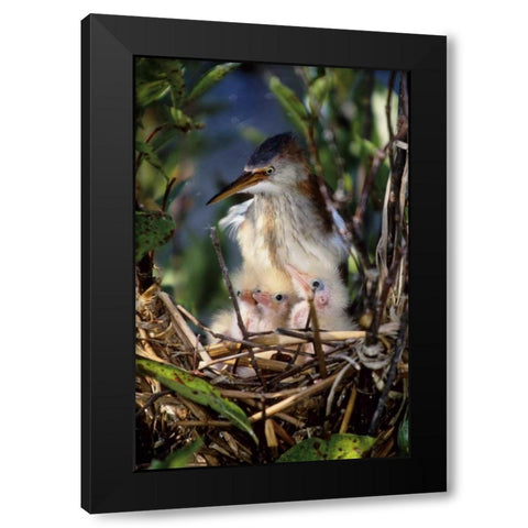 Florida Least bittern parent with chicks in nest Black Modern Wood Framed Art Print by Williams, Joanne