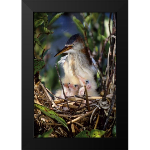 Florida Least bittern parent with chicks in nest Black Modern Wood Framed Art Print by Williams, Joanne