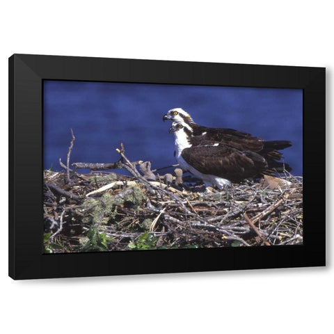 FL, Blue Cypress Lake, Osprey and chicks in nest Black Modern Wood Framed Art Print with Double Matting by Williams, Joanne