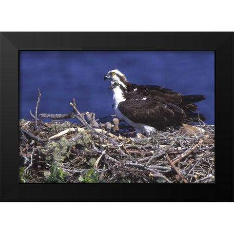 FL, Blue Cypress Lake, Osprey and chicks in nest Black Modern Wood Framed Art Print by Williams, Joanne
