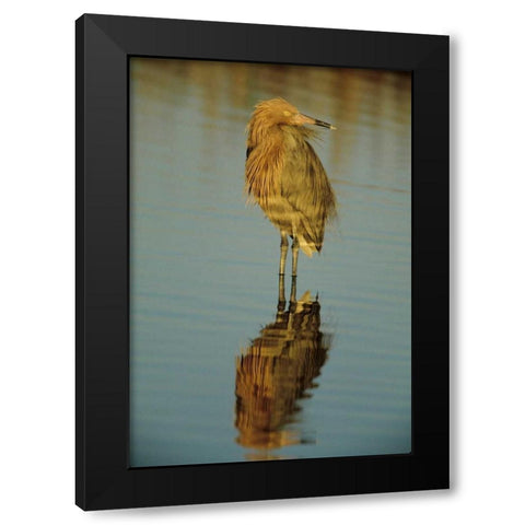 FL, Reddish egret reflects in water while hunting Black Modern Wood Framed Art Print by Williams, Joanne
