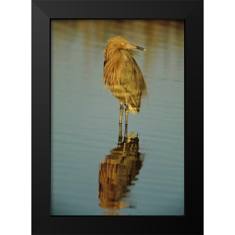 FL, Reddish egret reflects in water while hunting Black Modern Wood Framed Art Print by Williams, Joanne