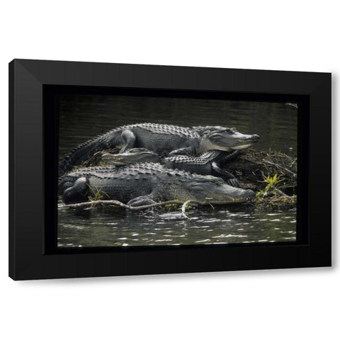 Florida Alligators rest on island in wetlands Black Modern Wood Framed Art Print by Williams, Joanne