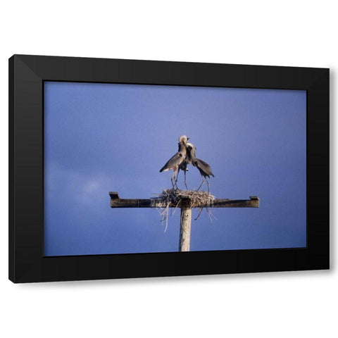 FL, Great blue herons on nest atop a structure Black Modern Wood Framed Art Print by Williams, Joanne