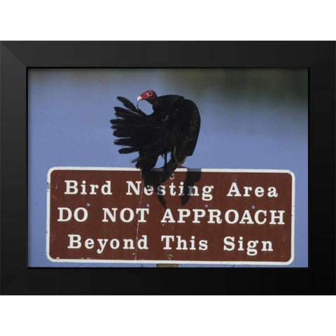 FL, Turkey vulture preens its feathers Black Modern Wood Framed Art Print by Williams, Joanne
