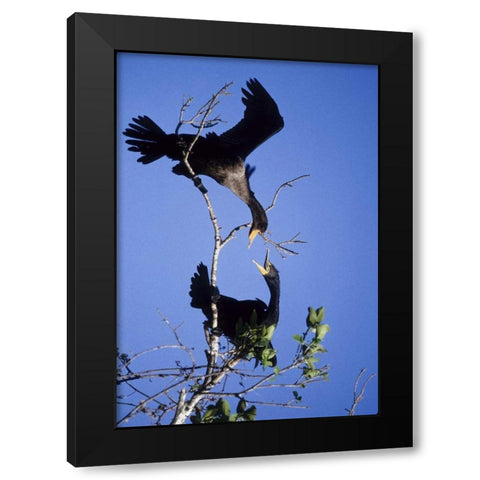 FL, Double-crested cormorants interact in tree Black Modern Wood Framed Art Print with Double Matting by Williams, Joanne