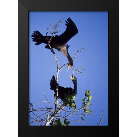 FL, Double-crested cormorants interact in tree Black Modern Wood Framed Art Print by Williams, Joanne