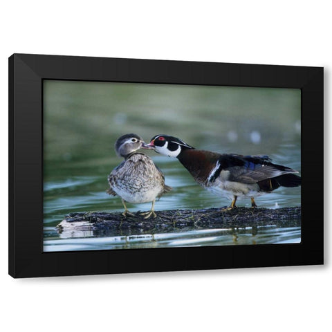 Florida Wood duck interacts with young offspring Black Modern Wood Framed Art Print by Williams, Joanne