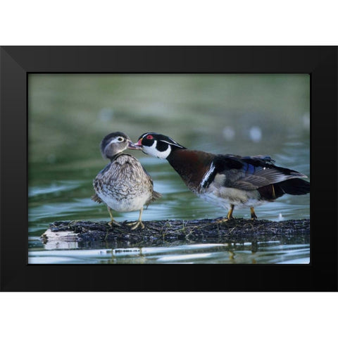 Florida Wood duck interacts with young offspring Black Modern Wood Framed Art Print by Williams, Joanne
