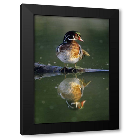 Florida Wood duck stands on sunken log in water Black Modern Wood Framed Art Print with Double Matting by Williams, Joanne