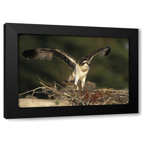 FL, Blue Cypress Lake Osprey takes flight Black Modern Wood Framed Art Print with Double Matting by Williams, Joanne