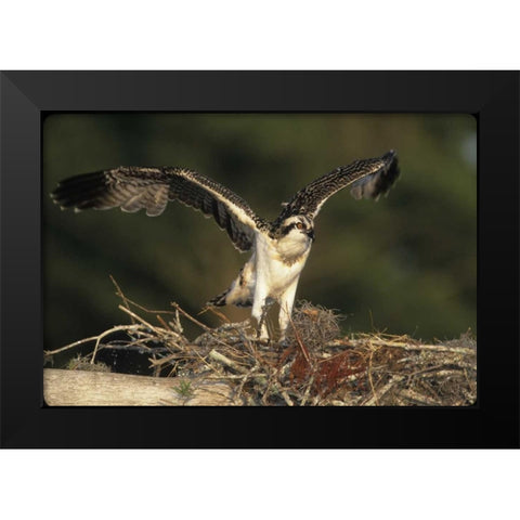 FL, Blue Cypress Lake Osprey takes flight Black Modern Wood Framed Art Print by Williams, Joanne