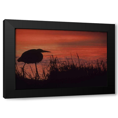 FL, Tampa Bay Silhouette of great blue heron Black Modern Wood Framed Art Print with Double Matting by Williams, Joanne