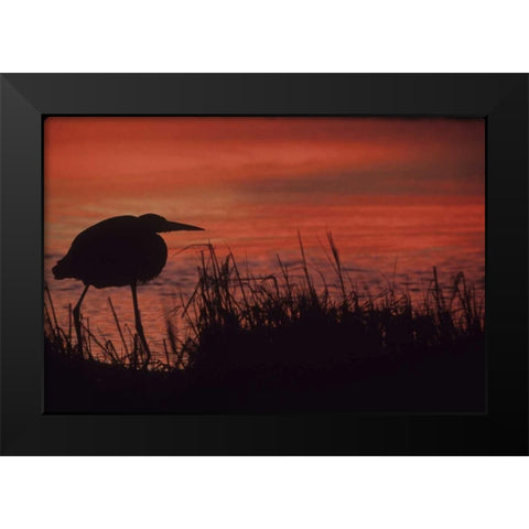 FL, Tampa Bay Silhouette of great blue heron Black Modern Wood Framed Art Print by Williams, Joanne