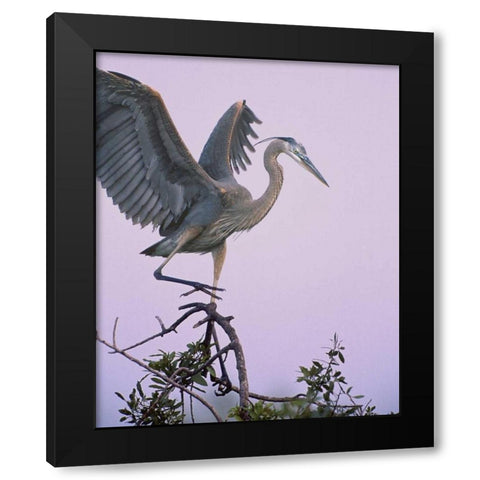 FL, Venice Great blue heron landing at its nest Black Modern Wood Framed Art Print by Kelley, David
