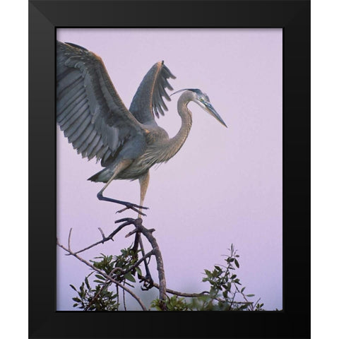 FL, Venice Great blue heron landing at its nest Black Modern Wood Framed Art Print by Kelley, David