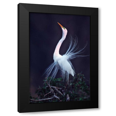 FL, Venice Great white egret courtship Black Modern Wood Framed Art Print by Kelley, David