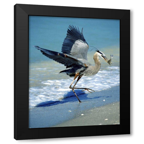 FL, Captiva Island Great blue heron hunting Black Modern Wood Framed Art Print with Double Matting by Kelley, David