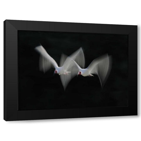 FL, Alafia Bank White ibis pair in flight Black Modern Wood Framed Art Print by Morris, Arthur