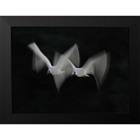 FL, Alafia Bank White ibis pair in flight Black Modern Wood Framed Art Print by Morris, Arthur