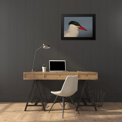 FL, St Petersburg, Caspian terns head Black Modern Wood Framed Art Print by Morris, Arthur