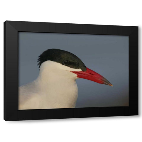 FL, St Petersburg, Caspian terns head Black Modern Wood Framed Art Print with Double Matting by Morris, Arthur