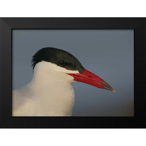 FL, St Petersburg, Caspian terns head Black Modern Wood Framed Art Print by Morris, Arthur